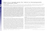 Bmi-1is a target gene for SALL4 in hematopoietic and ... · Bmi-1is a target gene for SALL4 in hematopoietic and leukemic cells Jianchang Yang*, Li Chai†, Fang Liu*, Louis M. Fink*,