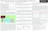 Switching Dynamics in the Aplysia Bag Cell Neuronsacampbe/posters/Keegan... · Keegan Keplinger1, Sue Ann Campbell1, Neil Magoski2, correspondence: keegankeplinger@gmail.com 1 Applied
