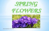 FLOWERS - teachers-zone.com€¦ · SPRING FLOWERS  .  .