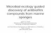 Microbial-ecology guided discovery of antibiofilm ... · Studying interspecies interactions. Can we observe the behavior of environmental bacteria to determine how and why they use