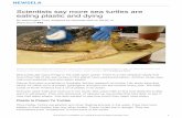 Scientists say more sea turtles are eating plastic and dying · 2018. 10. 28. · Eating plastic can also cause turtles to starve to death. After they eat plastic they feel full,