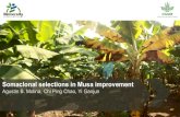 Somaclonal selections in Musa improvement...Resilience of banana production due to cultivar-copping diversity Source: Catur Hermanto,2012 -1,000,000 2,000,000 3,000,000 4,000,000 5,000,000