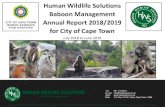 Human Wildlife Solutions Baboon Management Annual Report ... · Solutions (HWS). HWS is the appointed service provider for the City of Cape Town to manage 11 managed baboon troops