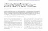Induction of medulloblastomas in p53-null mutant mice by ...genesdev.cshlp.org/content/14/8/994.full.pdf · Induction of medulloblastomas in p53-null mutant mice by somatic inactivation