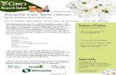 Poinsettia Trials: White Cultivarse-gro.org/pdf/resources/2020_02.pdf · Dummen White Wonder White 32 1 22 14-Oct 29-Nov 28.2 42.2 Dummen Golden Glo Specialty 32 2 12 16-Oct 24-Nov
