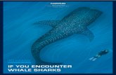IF YOU ENCOUNTER WHALE SHARKS - Cousteau€¦ · sites in the Red Sea and the Indian Ocean, particularly in Djibouti. Indeed, Djibouti is a world famous place for the observation