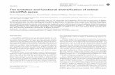 The evolution and functional diversification of animal ...salamander.uky.edu/srvoss/508f08/Literature/Liu_08.pdfThe evolution and functional diversification of animal microRNA genes