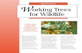 Working Trees for Wildlife - BRSWCDbrswcd.org/wp-content/uploads/2013/03/Forestry... · difference for wildlife. Minimize pesticide use Pesticides can kill more than just target pests;