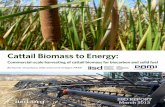 Cattail Biomass to Energy - IISD · 2020. 9. 17. · IISD RPORT MARCH 2013 Cattail Biomass to Energy: Commercial-scale harvesting of cattail biomass for biocarbon and solid fuel iii