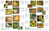 Pollinators | Art | Urban Agriculture | Society | and the ...€¦ · Wingspan: 2 1/8” to 3” Food: alfalfa, aja fairy duster, dalea Nectar: coreopsis, verbena ... winter along