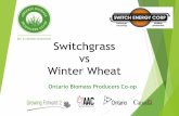 Switchgrass vs Winter Wheat - OBPC... · OBPC will assist in providing necessary education for future producers 16 . What are our future needs ! With OBPC we have a province wide