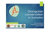 Orangutan conservation in Sumatra€¦ · Sumatran orangutan Abundance After Potential Forest Losses Current Population: 2012 Predicted Population: 2030 (Wich et al. 2016) 67% of