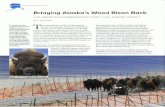 Bringing Alaska's Wood Bison Back · bascan elders and academic experts about when . 5000 - 10000 .... 1000 - 5000 Years ~Years ...,1000 Years or Les . B. bison Original range of