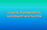 Listeria, Erysipelothrix, Lactobacilli, Kurthiafac.ksu.edu.sa/sites/default/files/lec_7_listeria... · Listeria monocytogenes • Laboratory diagnosis –Motility testing –Grows