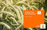 Hybrid Rye Development - KWS Saat · Hybrid Rye –benefits for UK farmers KWS UK - HYBRID RYE UPDATE Hybrid Rye - a place in UK rotations High grain yields of 10 –13 t/ha exceeding