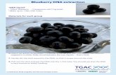 Blueberry DNA extraction - Earlham Institute · 2016. 8. 30. · Blueberry DNA extraction ‘DNA liquid’ • 100ml Shampoo • 2 teaspoons salt (15g total) • Make up to 1 litre