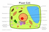 Plant Cell - storage.googleapis.com · © Copyright 2017, ribosomes, nucleus, nucleolus, cell wall, endoplasmic reticulum, chloroplast, Title: Heart Author: Samuel Created Date: 3/8