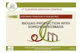 1.1 MF BIOGAS PRODUCTION WITH SORGHUM BIOMASS...WHY SORGHUM FOR BIOGAS? SORGHUM IS MORE THAN FEED High yield potential Requires only a short growing period Sorghum as catch crop in