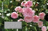 Section Shrub Roses · Y US Y US Y US Marie-Jeanne ~ (Polyantha) Clusters of fully double rosette-shaped blooms of pale, blush-cream. Almost thornless, with glossy light green tinted