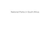 National Parks in South Africa - hoerskoolbirchleigh.co.za · Kruger National Park • It is seen as the “flagship” national park of South Africa. • Established in 1938 •