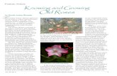 Feature Article Knowing and Growing Old Roses...Knowing and Growing Old Roses by Nicole Juday Rhoads Roses—House of Livia mural, Rome, ca. 30-20 BC photo provided by Ian Scott. Pink