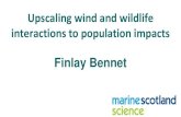 Upscaling wind and wildlife interactions to population impacts · • Metapopulation dynamics • Ecological and perceptual traps ... A shift from assessing individual effects to