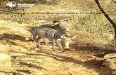 Marwell EAZA report 2014 1st draft.docx€¦ · Report and funding proposal prepared for supporters and members of the Grevy’s zebra EEP conservation projects Tanya Langenhorst
