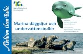 Ida Carlén Marina däggdjur och Coalition Clean Baltic Ida ......Tougaard et al. 2015 Marine Pollution Bulletin Hörselkurva+ ~100 dB Tillfällig hörselskada •Fysiska skador på