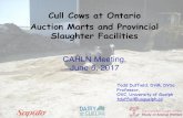 Cull Cows at Ontario Auction Marts and Provincial ...cahln-rctlsa.com/wp-content/uploads/2014/11/1-TODD-DUFFIELD.pdf · 11/1/2014  · –Treat at Salesbarn or Return to Owner. First
