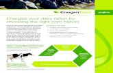 Energize your dairy ration by choosing the right corn hybridNeutral detergent fiber digestibility (NDFD) is a key measure of expected silage fiber digestibility taken at various time
