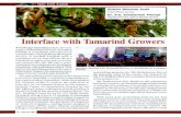 Interface with Tamarind Growers. Interface with... · 2017. 4. 8. · Interface with Tamarind Growers Ananthapur (Ananthapuram), the core region of Rayalaseema tract of Andhra Pradesh