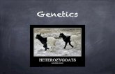 2. Genetics - 40S Biology · 2/3/2020  · modern genetics (science of heredity) bred pea plants to study inheritance of traits taught high school science. Gregor Mendel began with