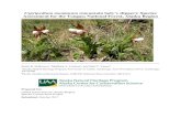 Cypripedium montanum (mountain ladyâ€™s slipper): Species ... Cypripedium montanum (mountain ladyâ€™s