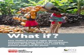 What if?€¦ · In West Africa, most cocoa farmers live below the poverty line. Structural poverty is the prime challenge of the cocoa sector and one of the root causes of child