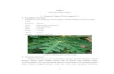 BAB II TINJAUANPUSTAKA A. (Carica papaya L. 1. Klasifikasi ...repository.setiabudi.ac.id/3634/4/BAB II.pdf · Saponin yang bersifat keras ata racun biasa disebut saotoksin (Prihatman