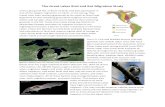 The Great Lakes Bird and Bat Migration Study · 2014. 8. 13. · The Great Lakes Bird and Bat Migration Study Michael Durham Little brown bat Every spring and fall, millions of birds