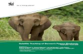Satellite Tracking of Borneo’s Pygmy Elephantsthe elephants of Borneo have long remained a mystery to science. Very little is known about these gentle-natured pachyderms that live