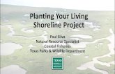 Planting Your Living Shoreline Project - glo.texas.gov · Submerged Aquatic Vegetation (SAV) Submerged marine flowering plant which means that it can produce a new plant from a seedling.