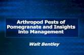 Arthropod Pests of Pomegranate and Insights into Management · sacs Eggs and 1st crawlers within sacs Eggs and 1st crawlers 1st moving, some eggs, 2nd instar 1st and 2nd instar, male