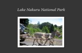Lake Nakuru National Park - Vanderbilt UniversityLake Nakuru Nationa more! Watcher's Paradise and so Created Date 6/4/2006 12:06:40 PM ...