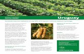 Uruguay - ISAAA.org...In 2017, Uruguay planted biotech soybeans and maize on 1.14 million hectares, a 13% decrease from 1.29 million hectares in 2016. Consistent with other countries,