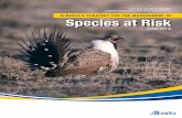 Alberta's Strategy for the Management of Species at Risk - 2009 …€¦ · Species at risk are the most vulnerable components of Alberta’s biodiversity. Th e integrity of Alberta’s