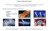 What is Microbiology?websites.rcc.edu/thaler/files/2017/11/Lab-8-Microbio.pdf · Bacterial Shapes Average size: 0.2 -1.0 µm 2 - 8 µm Basic shapes: Singular Plural Shape Coccus (cocci)