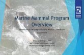 Marine Mammal Program Overview - dfw.state.or.us · BPA K Tidwell, B Hausmann PSMFC D Colpo, S Kirk OSP, CCSO Sgt. N Thompson, Sgt. C Allori Willamette Falls 2018 Sea Lion Task Force.