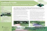 Helping to Protect Ancient Trees - Geosynthetics · Case Study Cellweb®TRP Brian Muelaner - Ancient Tree Advisor - National Trust ‘The Old Man of Calke’ is Calke Abbey’s oldest