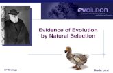 Evidence of Evolution by Natural Selection · AP Biology Comparative embryology Similar embryological development in closely related species all vertebrate embryos have similar structures