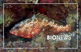 ISSUE 38 - 2020 BIO · BioNews 38 - Content 2 3 4 5 6 ... Assisted natural recovery of sea urchin populations around Saba and St. Eustatius Diadema sea-urchins play a vital role in