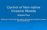 Control of Non-native Invasive Weeds - Tendring District of Non-nativ… · The Butterfly Bush Buddleia davidii Loved by gardeners for the abundance of beautiful, scented, nectar-rich