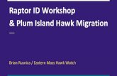 Raptor ID Workshop & Plum Island Hawk Migration · Identification Technique 30 minutes 9:15-9:45 Massachusetts Migrant Hawk Species 30 minutes 9:45-10:15 Break 10 minutes 10:15-10:25