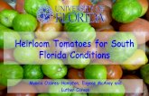 Heirloom Tomatoes for South Florida Conditions · Heirloom Tomatoes: Winter 2011 . Heirloom Tomato Variety in South Florida ‘Pruden’s Purple’ Indeterminate plant. Pink-red fruit,